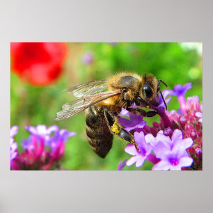 Affiche Abeille de miel sur Verbena