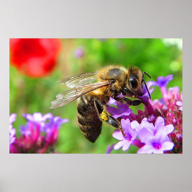 Affiche Abeille de miel sur Verbena (Devant)