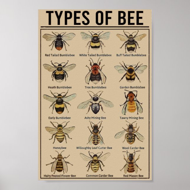 Affiche Abeille éducative vintage (Devant)