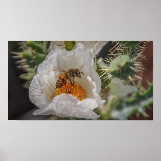 Affiche abeille endormie (Devant)