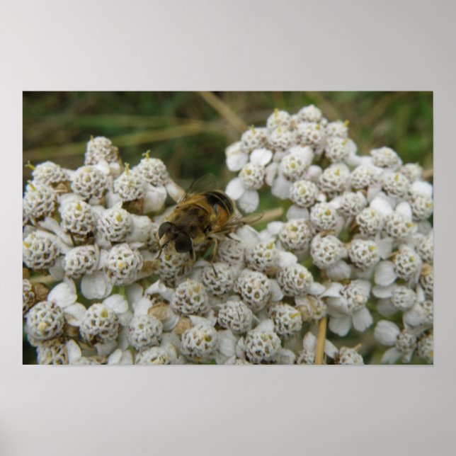 Affiche Abeille et Fleurs (Devant)