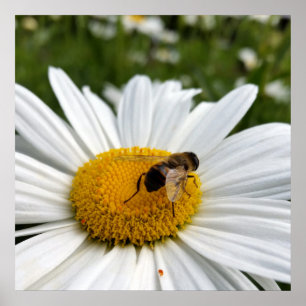 Affiche abeille et marguerite