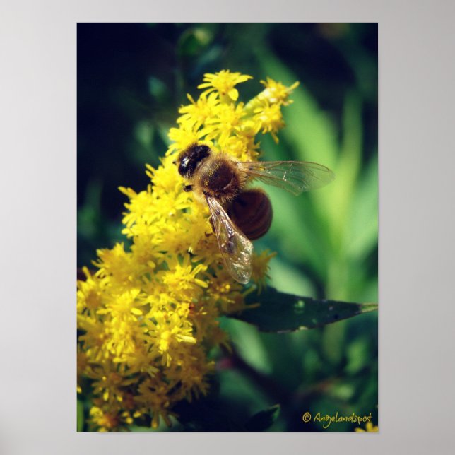 Affiche Abeille et verge d'or (Devant)
