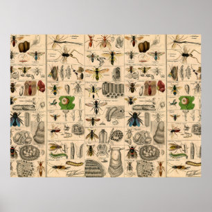 Affiche Abeille Insecte Bug Guêpe Histoire Naturelle Abeil