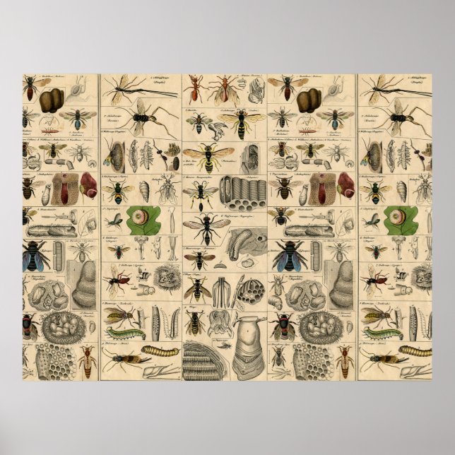 Affiche Abeille Insecte Bug Guêpe Histoire Naturelle Abeil (Devant)