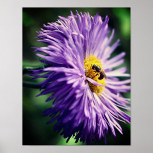 Affiche Abeille minuscule sur la fleur marguerite violette
