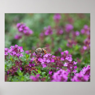 Affiche Abeille Recueillant du Nectar