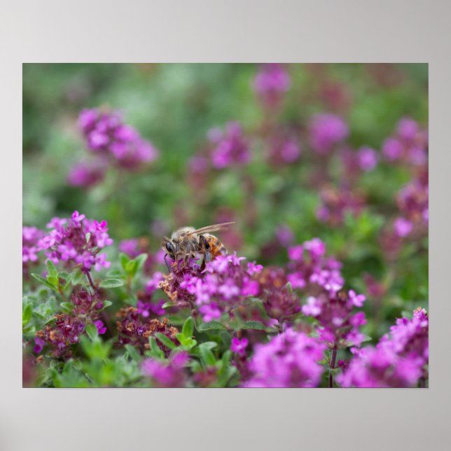 Affiche Abeille Recueillant du Nectar (Devant)