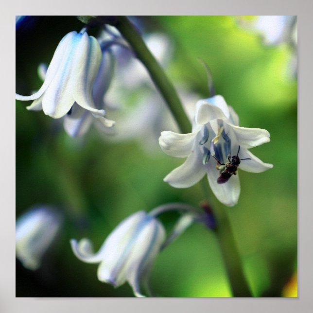 Affiche Abeille sur Bluebell Flower Close Up (Devant)