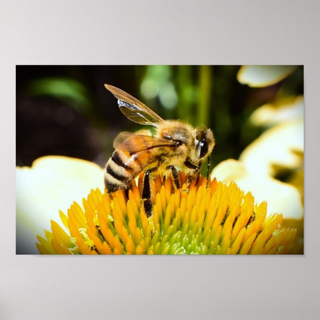 Affiche Abeille sur coneflower, (Devant)