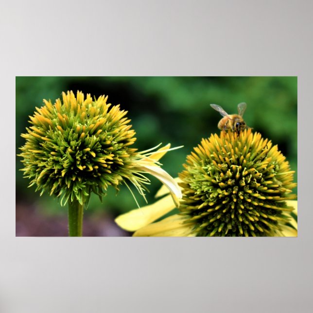 Affiche Abeille sur coneflower (Devant)