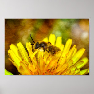 Affiche Abeille sur fleur
