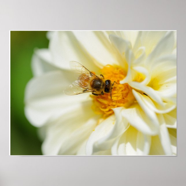 Affiche Abeille sur fleur (Devant)