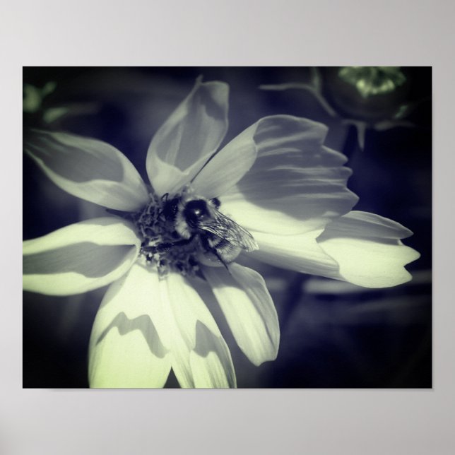 Affiche Abeille Sur Fleur Cosmos Noir Et Blanc (Devant)