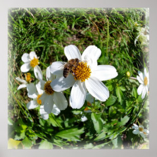 Affiche abeille sur la fleur blanche