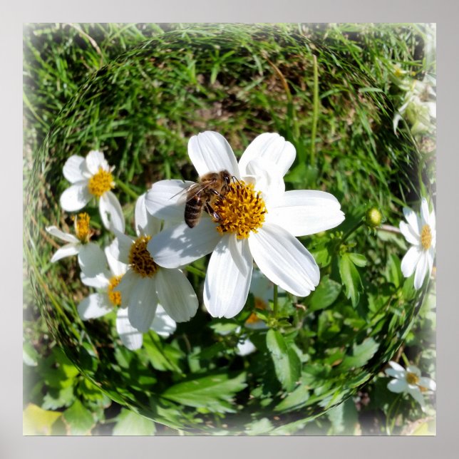 Affiche abeille sur la fleur blanche (Devant)