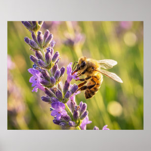 Affiche Abeille sur lavande