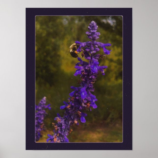 Affiche abeille sur lavande  (Devant)