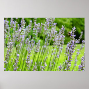 Affiche Abeille sur Lavender Summer Floral