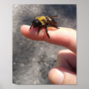 Affiche Abeille sur le doigt