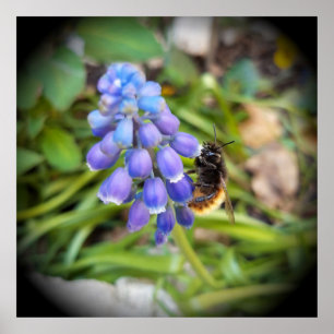 Affiche Abeille sur Muscari Armeniacum, Grape Hyacinth