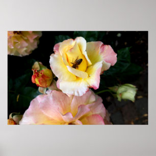Affiche Abeille sur roses rose jaune Fleurs