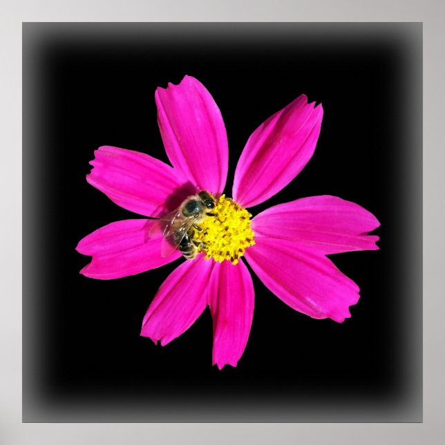 Affiche abeille sur une fleur rose (Devant)