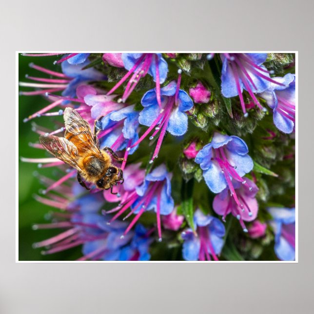 Affiche Abeille Très Occupée (Devant)