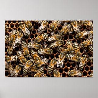 Affiche Abeilles affairées