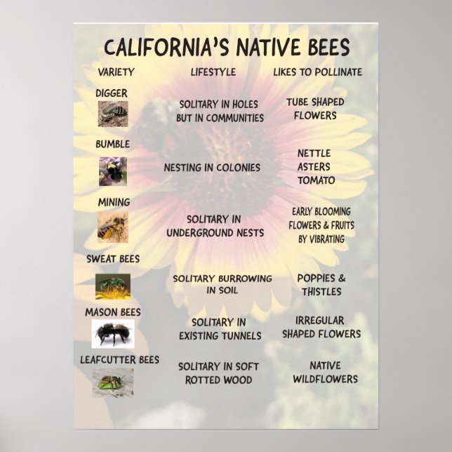 Affiche Abeilles autochtones de Californie (Devant)
