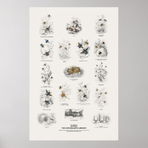 Affiche Abeilles - Bibliothèque du naturaliste