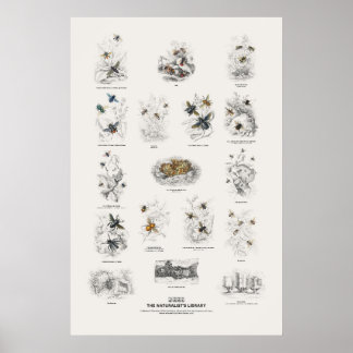 Affiche Abeilles - Bibliothèque du naturaliste