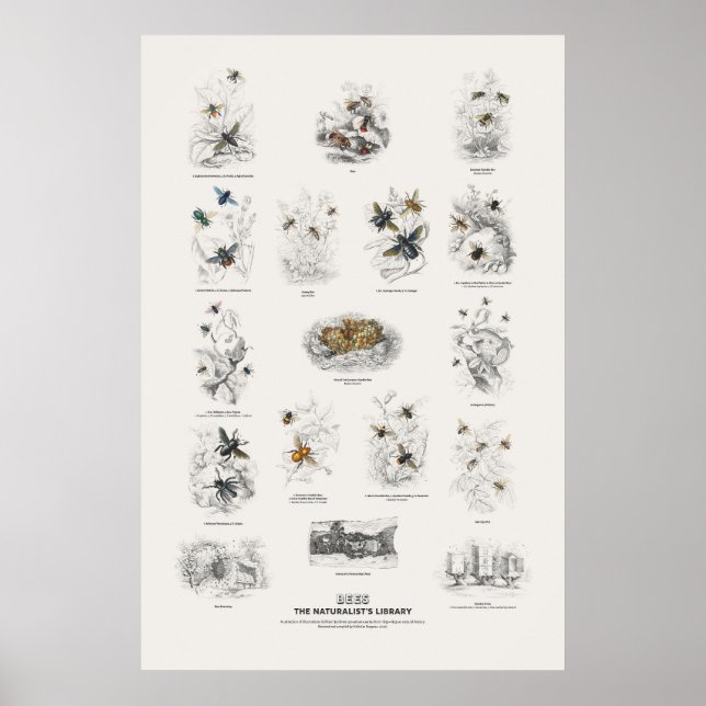 Affiche Abeilles - Bibliothèque du naturaliste (Devant)