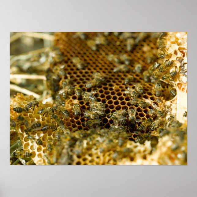 Affiche Abeilles dans une ruche, Western Cape, Afrique du  (Devant)