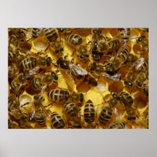 Affiche Abeilles de miel en ruche avec reine en milieu