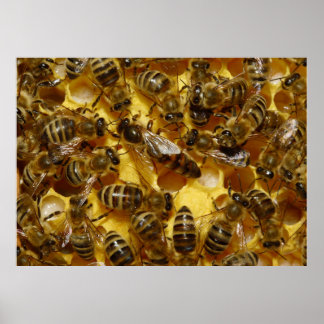 Affiche Abeilles de miel en ruche avec reine en milieu