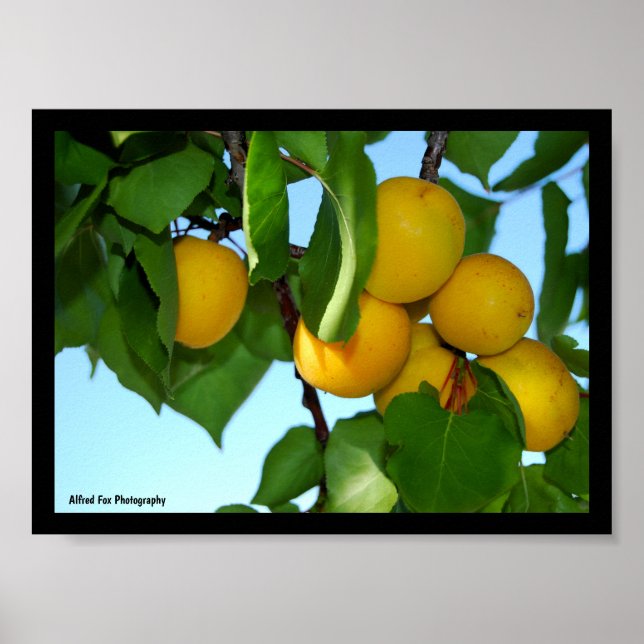 Affiche Abricots dans un ciel bleu (Devant)