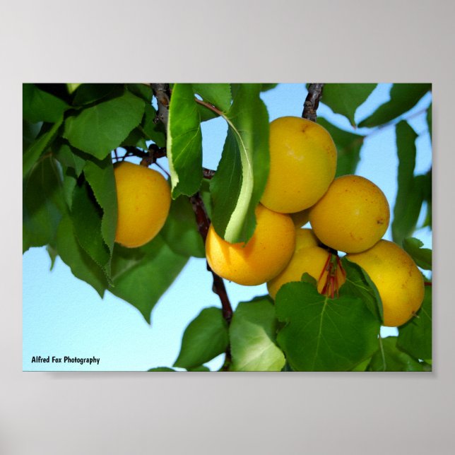 Affiche Abricots dans un ciel bleu (Devant)