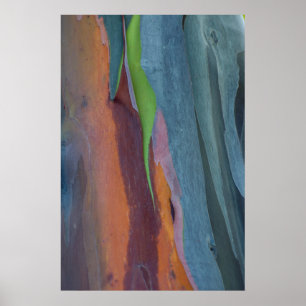 Affiche Abstract de Rainbow Gum Tree