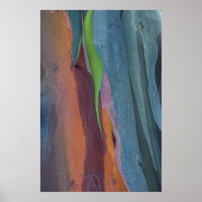 Affiche Abstract de Rainbow Gum Tree (Devant)