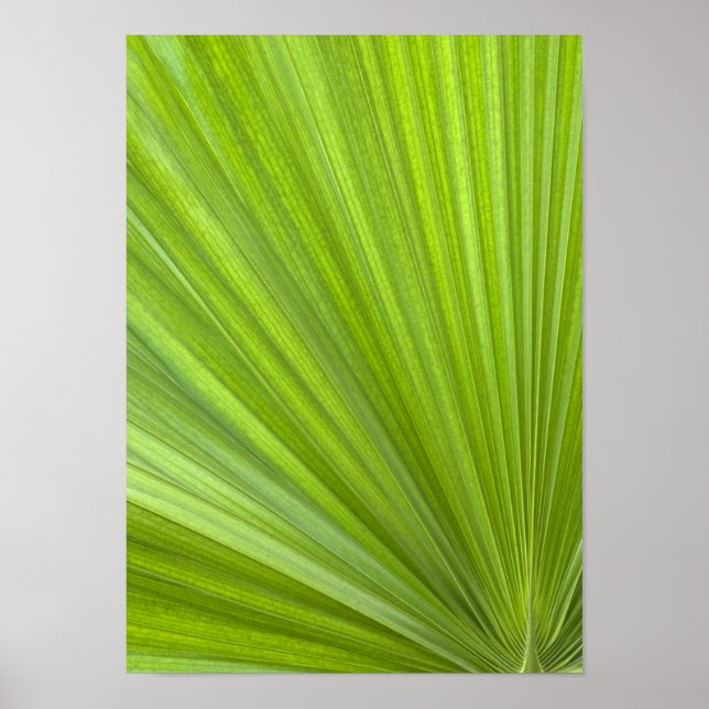 Affiche Abstrait Tropical Green Palm Frond (Devant)