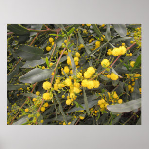 Affiche Acacia
