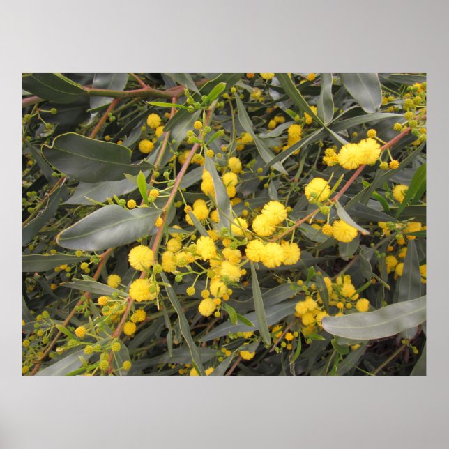 Affiche Acacia (Devant)