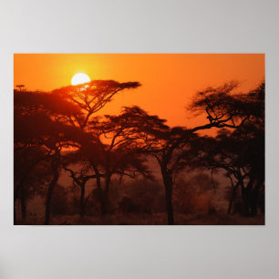 Affiche Acacia forest silhouetted at sunset, Tarangire