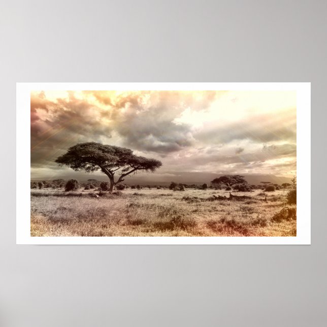 Affiche Acacia noir et blanc sur le African Savanna Post (Devant)