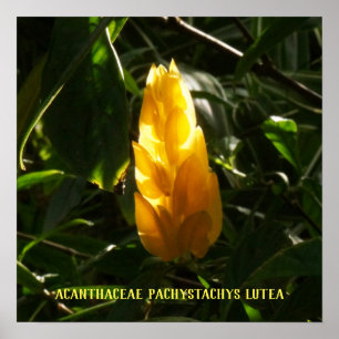 Affiche Acanthaceae Pachystachys lutea - Golden Candle