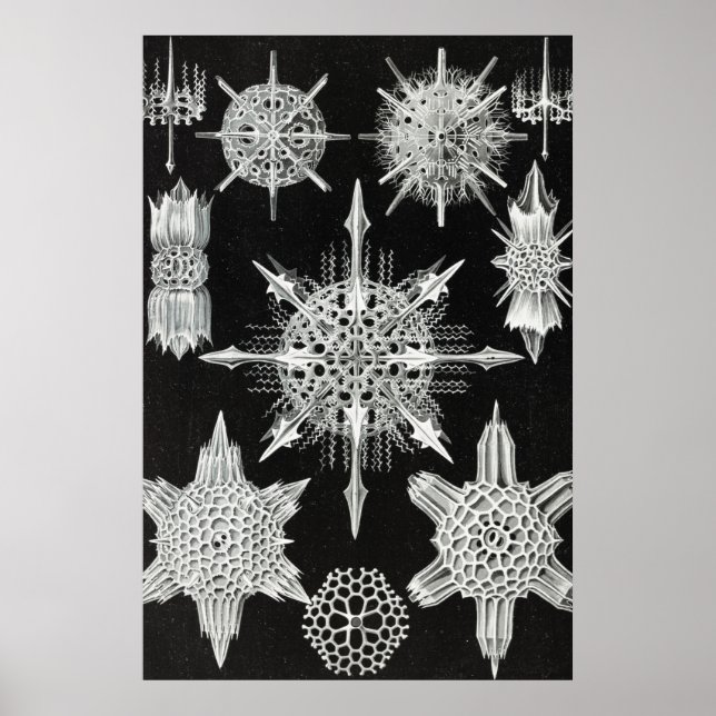 Affiche Acanthophracta, animal aquatique Wunderstrahlinge (Devant)