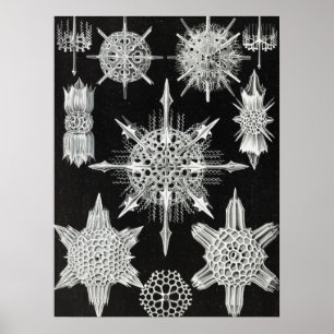 Affiche Acanthophracta, animal aquatique Wunderstrahlinge