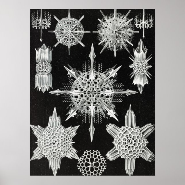 Affiche Acanthophracta, animal aquatique Wunderstrahlinge (Devant)
