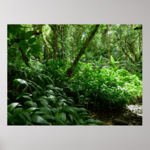 Affiche Accueil à la jungle !